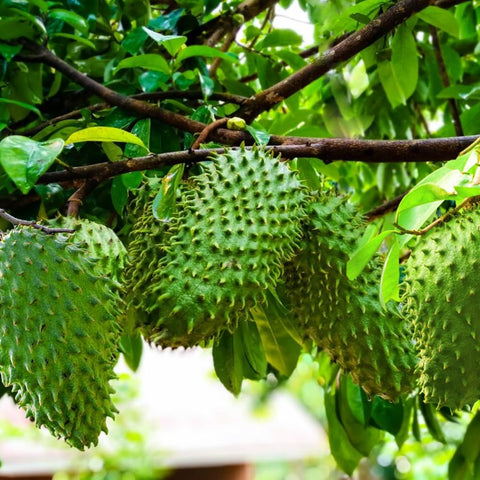 Wily Fox heirloom soursop seeds with open-pollinated quality for authentic fruit.