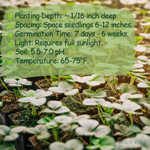 Wily Fox sowing seeds in pot for container gardening.