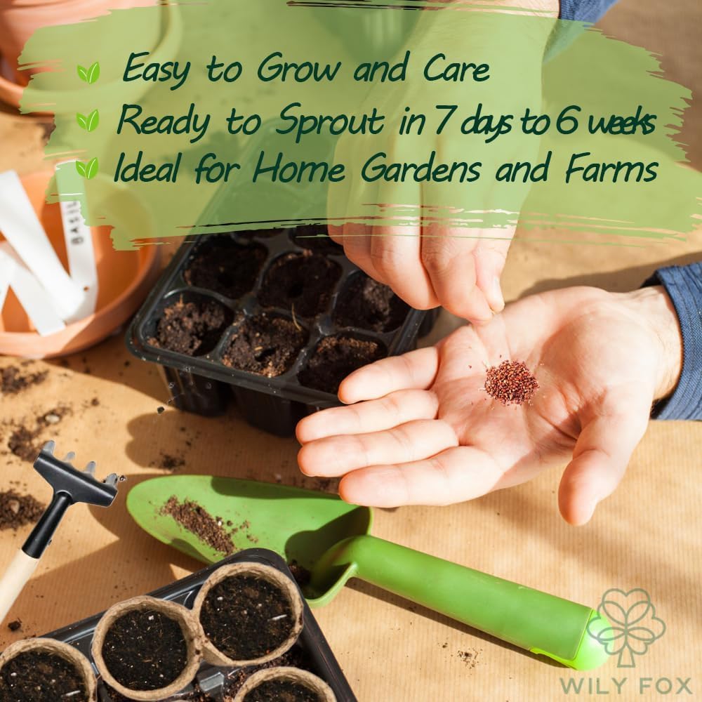 Wily Fox seeds ideal for balconies and pots with year-round fruit.
