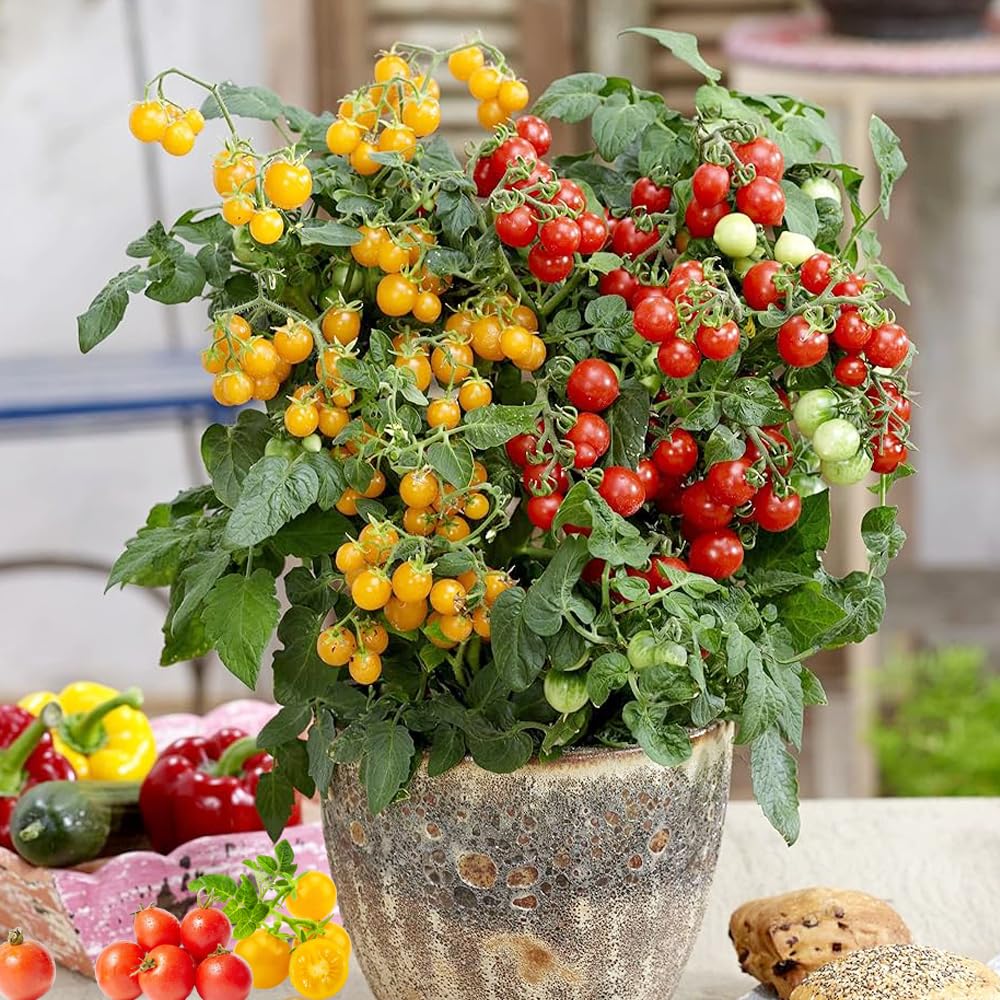 Wily Fox Tiny Tim heirloom non-GMO seeds ideal for beginners.