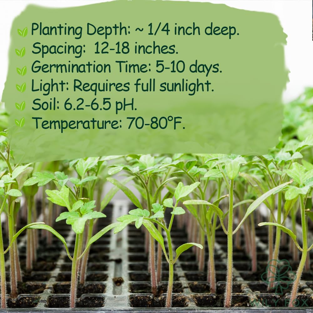 Wily Fox Tiny Tim open-pollinated seeds suitable for home gardening.