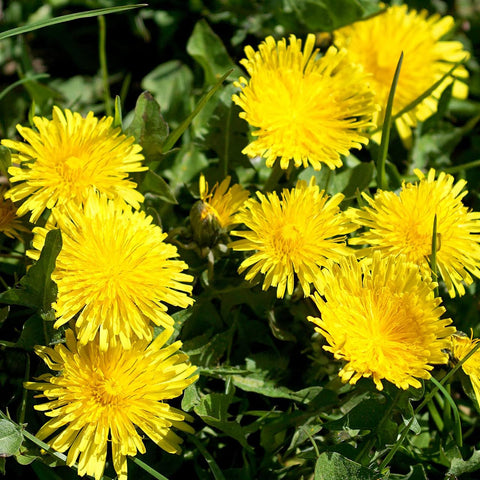 US packaging of dandelion seeds in moisture-proof resealable bags.