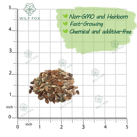 Wily Fox white pine needles offer timeless evergreen landscape.
