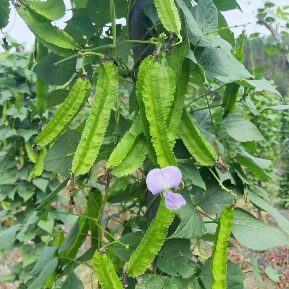 Wily Fox winged bean leaves and pods on plant ready for harvest