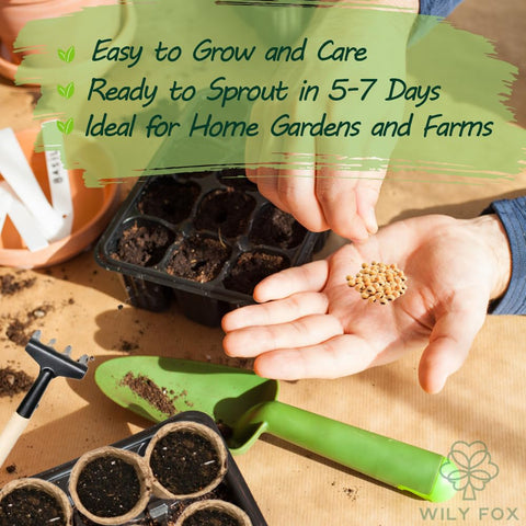 Wily Fox winged bean seeds held in hand for size and germination