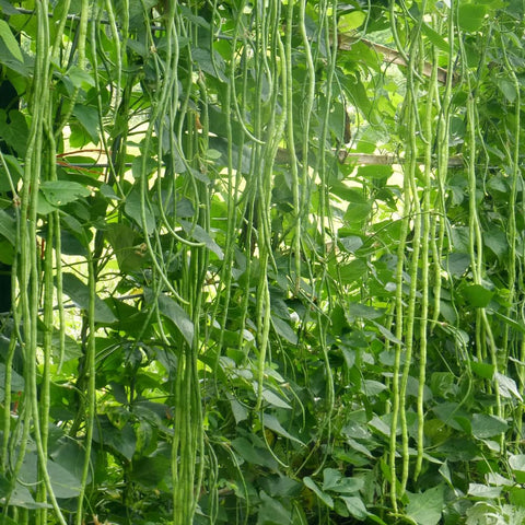 Wily Fox yard-long bean vines climbing a backyard trellis