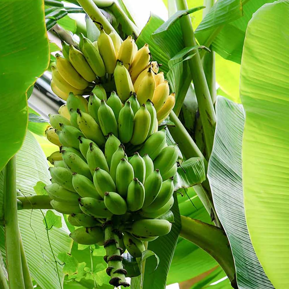 Wily Fox heirloom banana seeds showing tropical look for patios and sunny spaces.