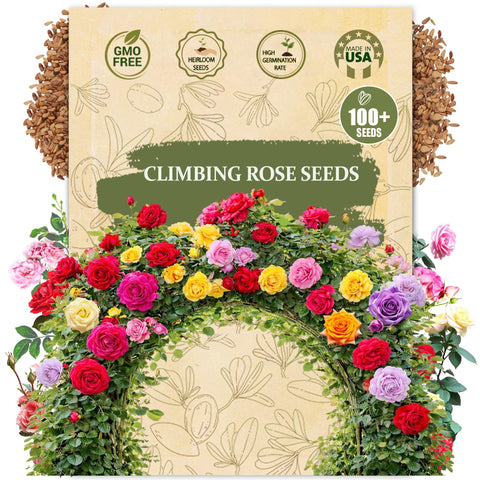 Wily Fox climbing rose seeds pack for dense vertical growth
