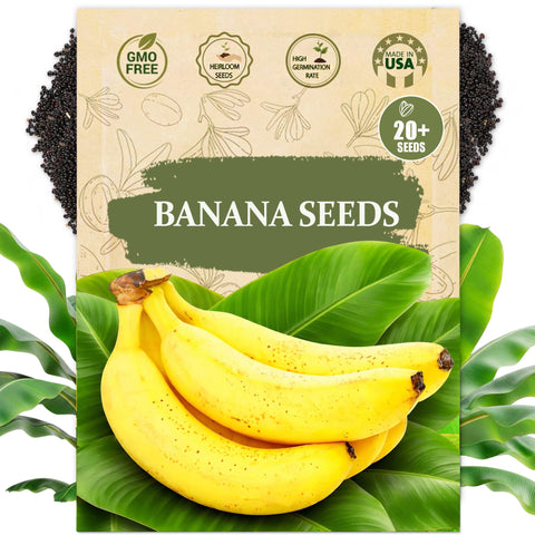 Wily Fox heirloom banana seeds in a 20-count pack for home germination and growth.