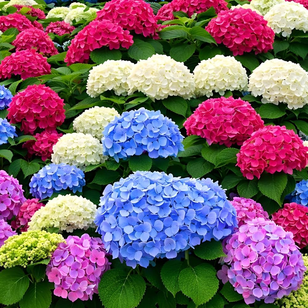 Wily Fox hydrangea variations may vary in bloom color and form