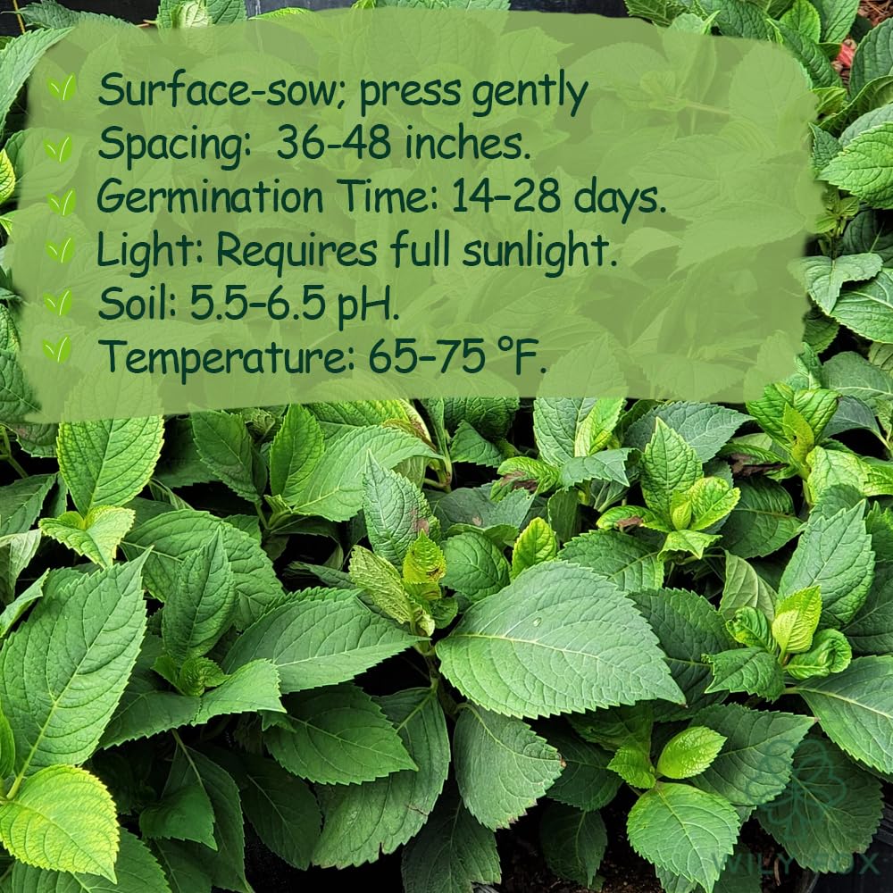 Wily Fox hydrangea seed-start patience reward grows into ornamental shrub