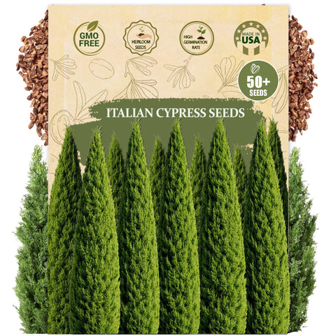Wily Fox premium Italian Cypress seeds pack for outdoor privacy hedge.
