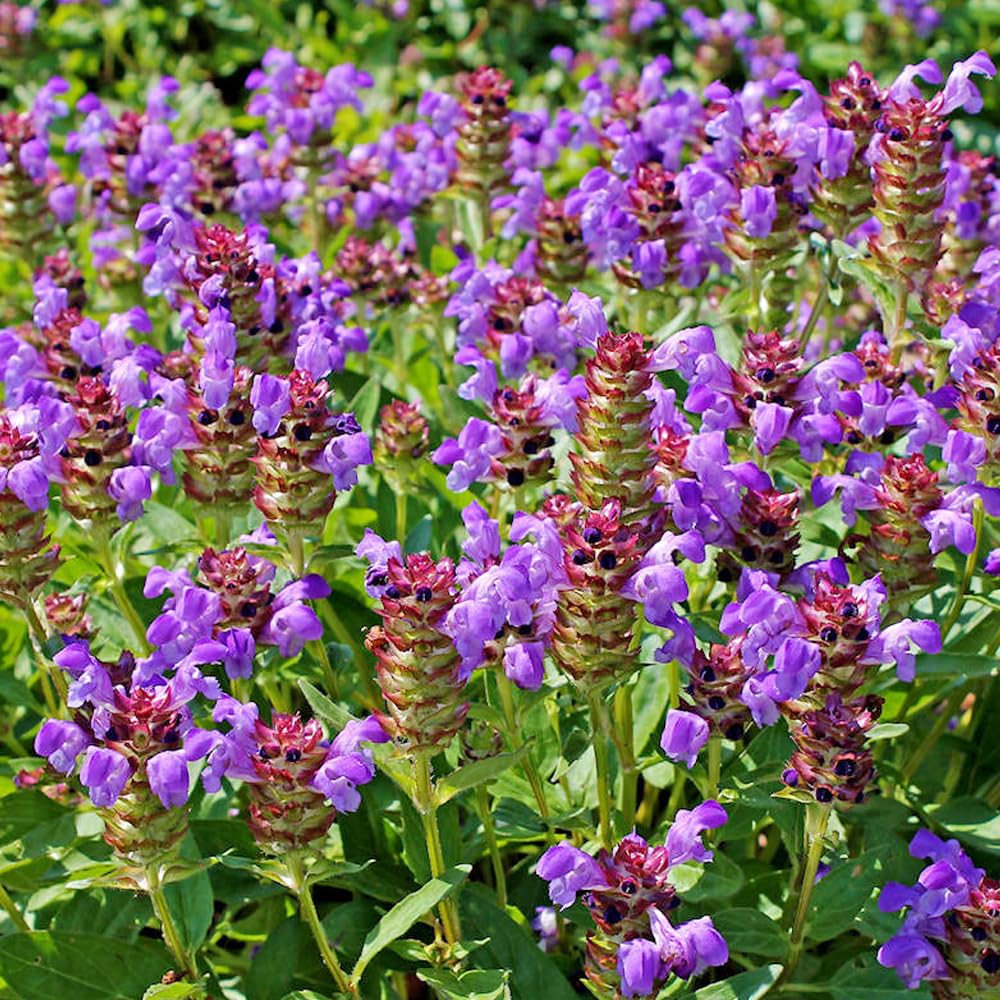 Wily Fox prunella flowers invite bees and butterflies to the patch.