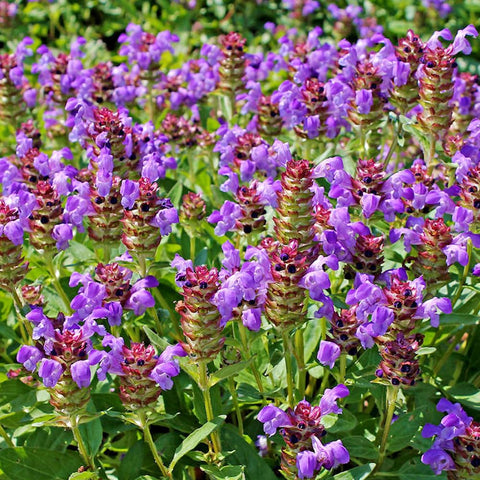 Wily Fox prunella flowers invite bees and butterflies to the patch.