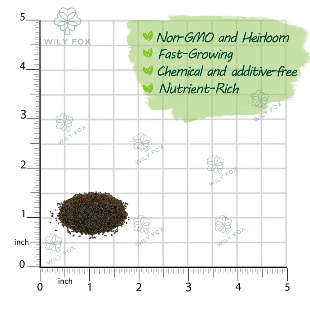 Wily Fox prunella seeds close-up showing high germination potential.