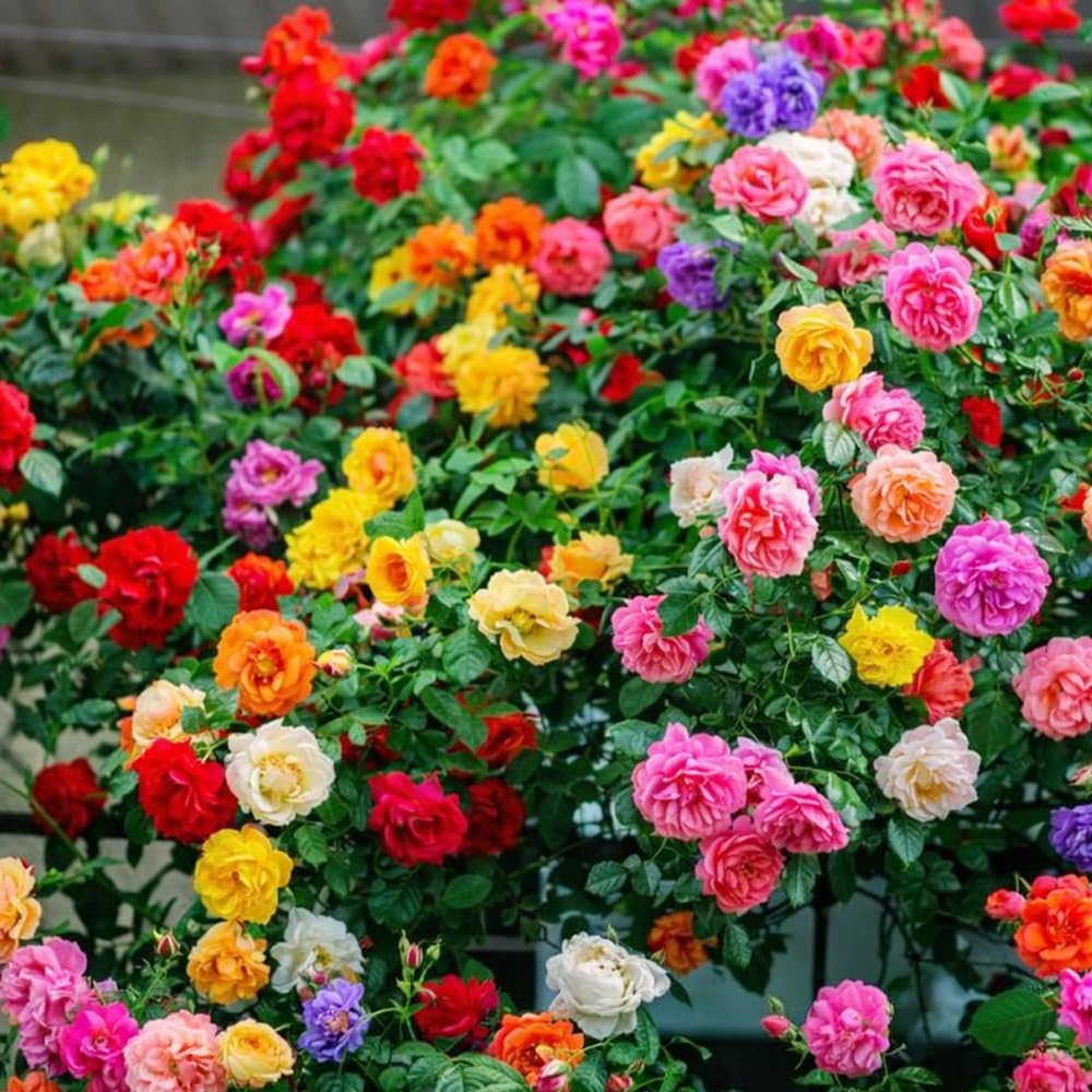 Wily Fox rose seeds for trellis, fence, or arch layouts