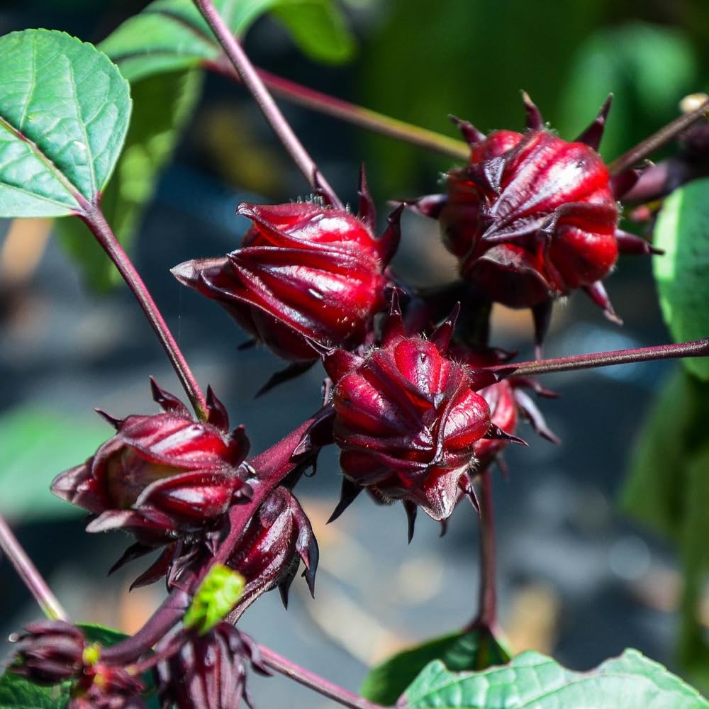 Wily Fox Roselle garden-container-planting shows easy setup in compact spaces.