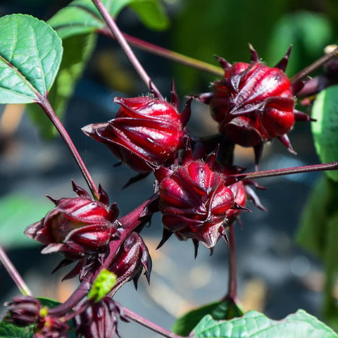 Wily Fox Roselle garden-container-planting shows easy setup in compact spaces.