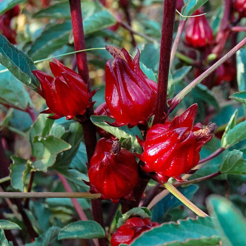 Wily Fox Roselle tea and culinary uses highlighted with fresh herbs.