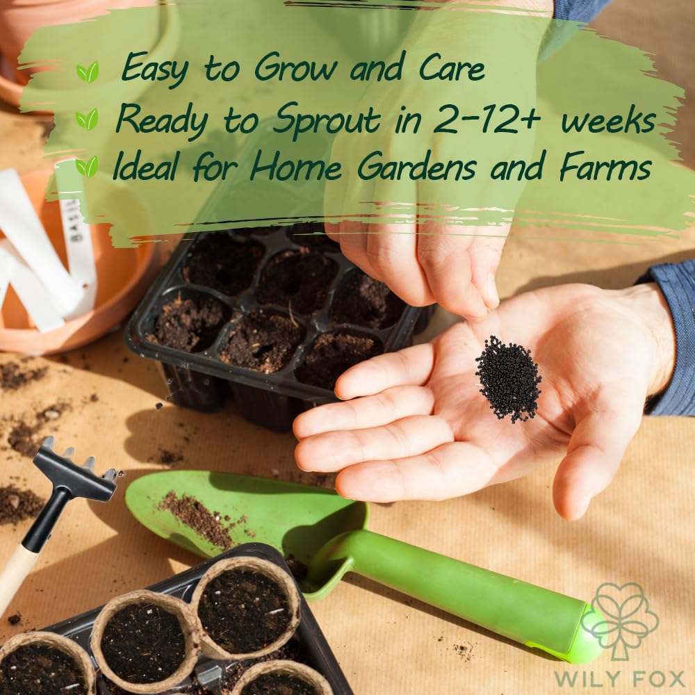 Seed-start care tips from Wily Fox for banana seeds and seedling development.