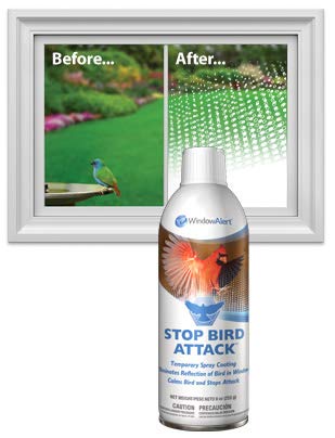 Removable white coating being applied to a window with WindowAlert Stop Bird Attack.