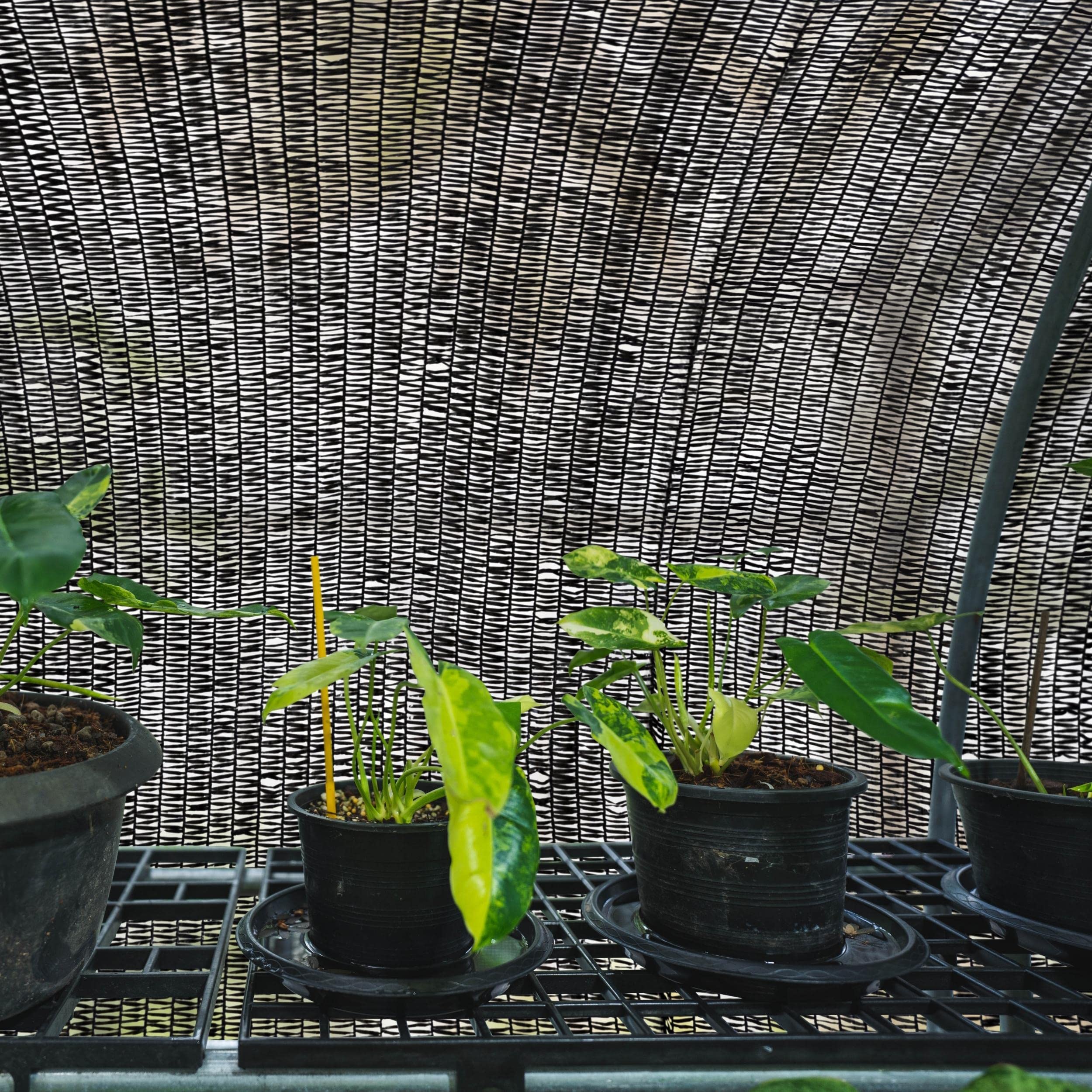 WindscreenSupplyCo shade cloth UV-resistant surface helps block intense sun while keeping spaces cooler.