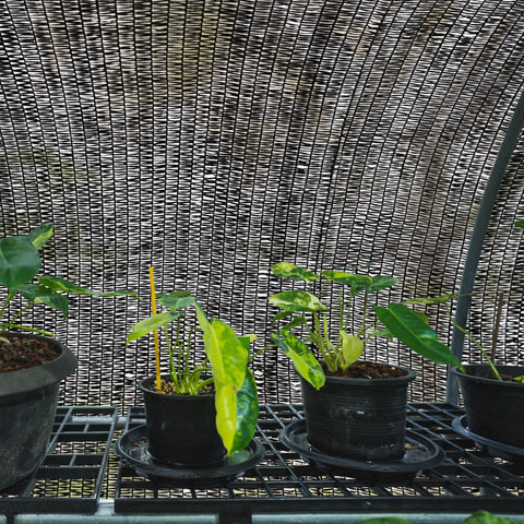 WindscreenSupplyCo shade cloth UV-resistant surface helps block intense sun while keeping spaces cooler.