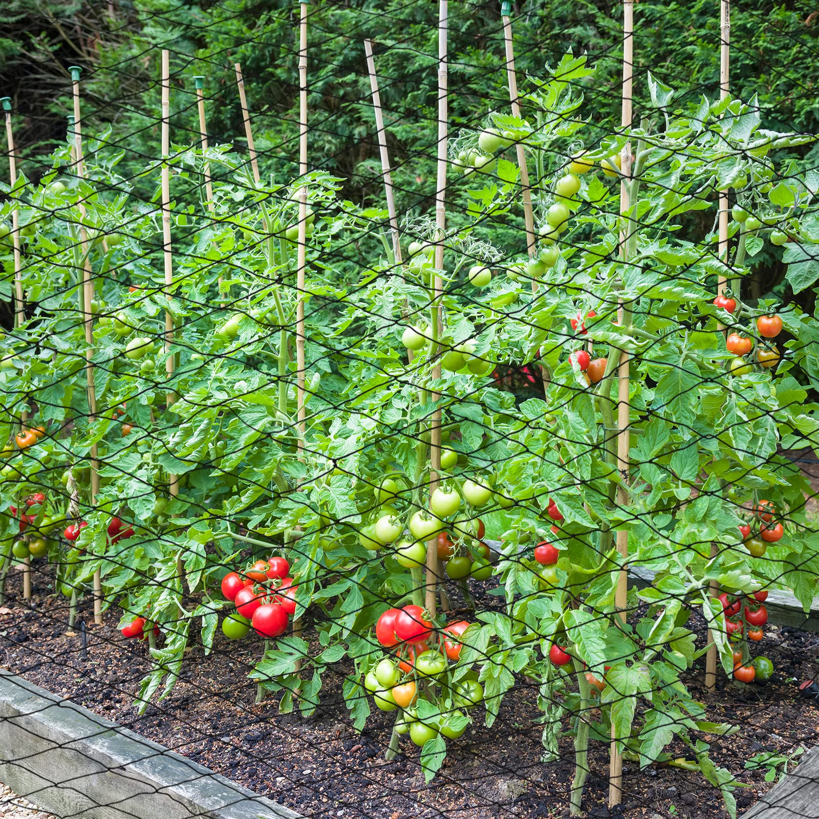 Windyun Garden protection netting reduces pest intrusion and crop loss.
