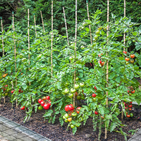 Windyun Garden protection netting reduces pest intrusion and crop loss.