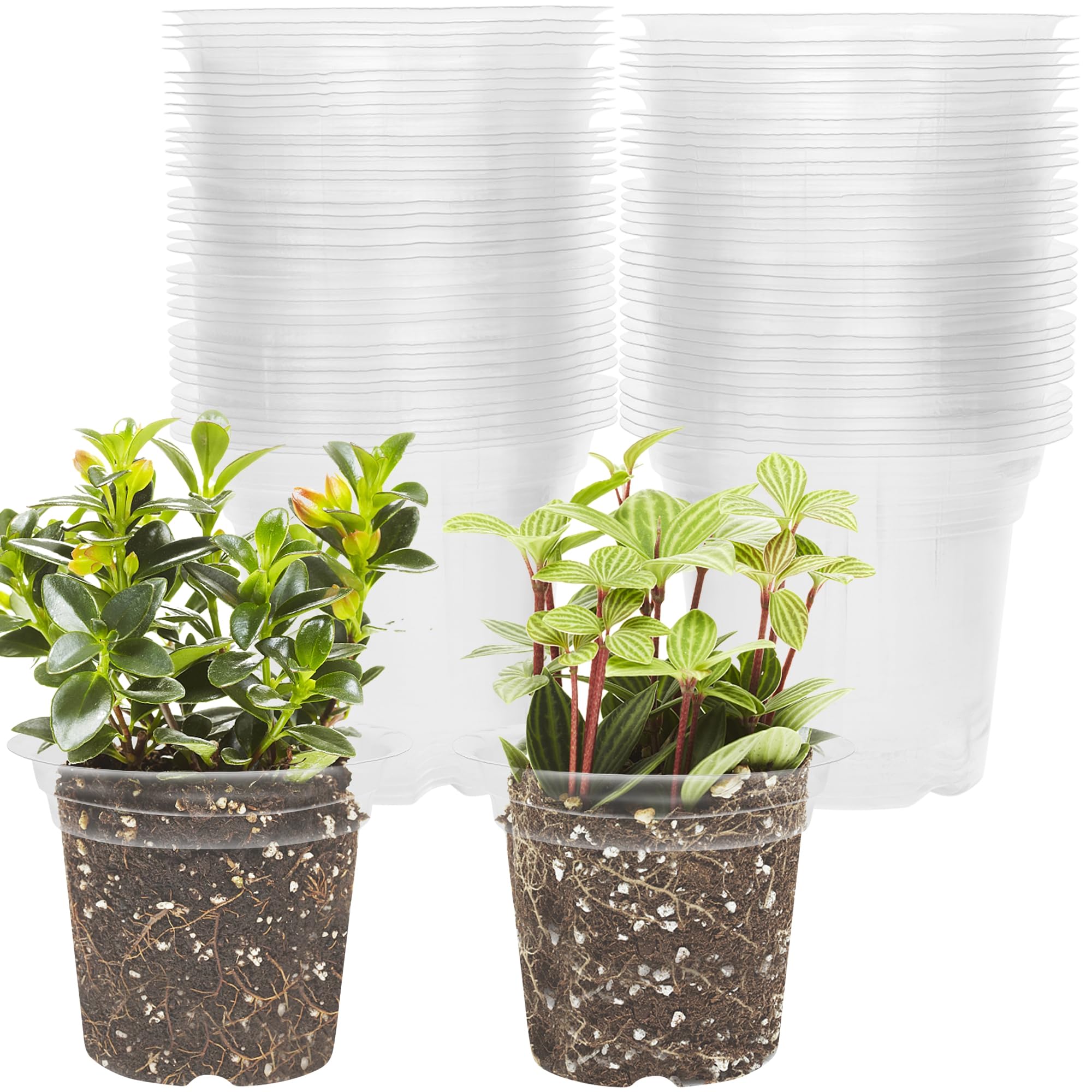 Winemana 4-inch seed starter pot with clear walls for healthy seedling growth.