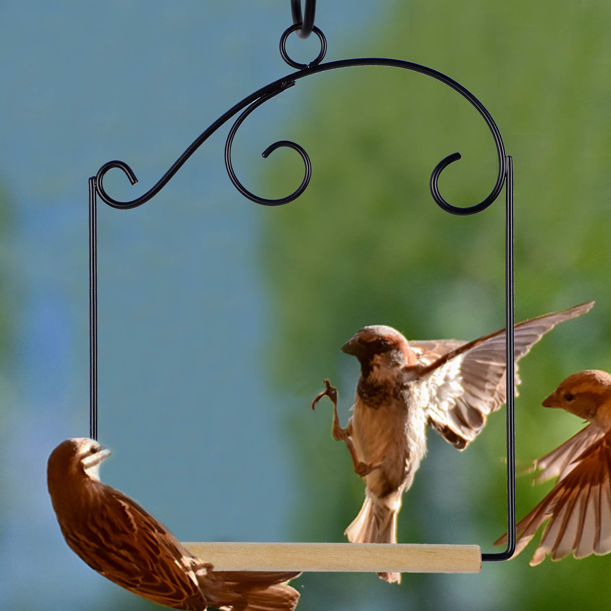 Winemana attracts birds to feeder setups for observation.