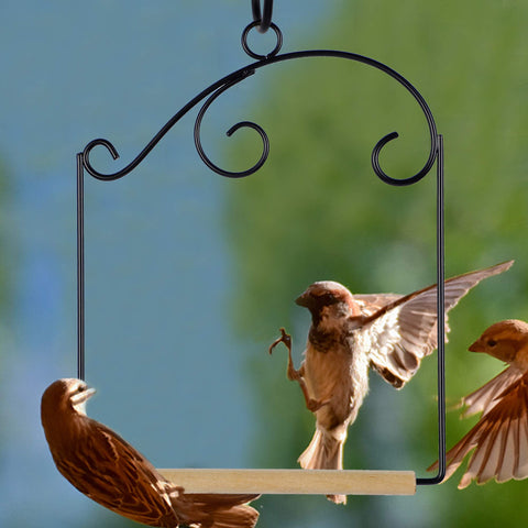 Winemana attracts birds to feeder setups for observation.