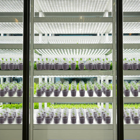 Winemana versatile kit suitable for indoor and outdoor seedling care.