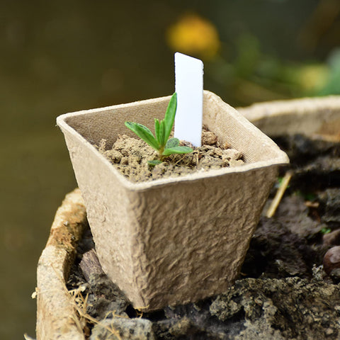 Winemana seed starter kit with thirty-six pots to begin seedlings indoors.