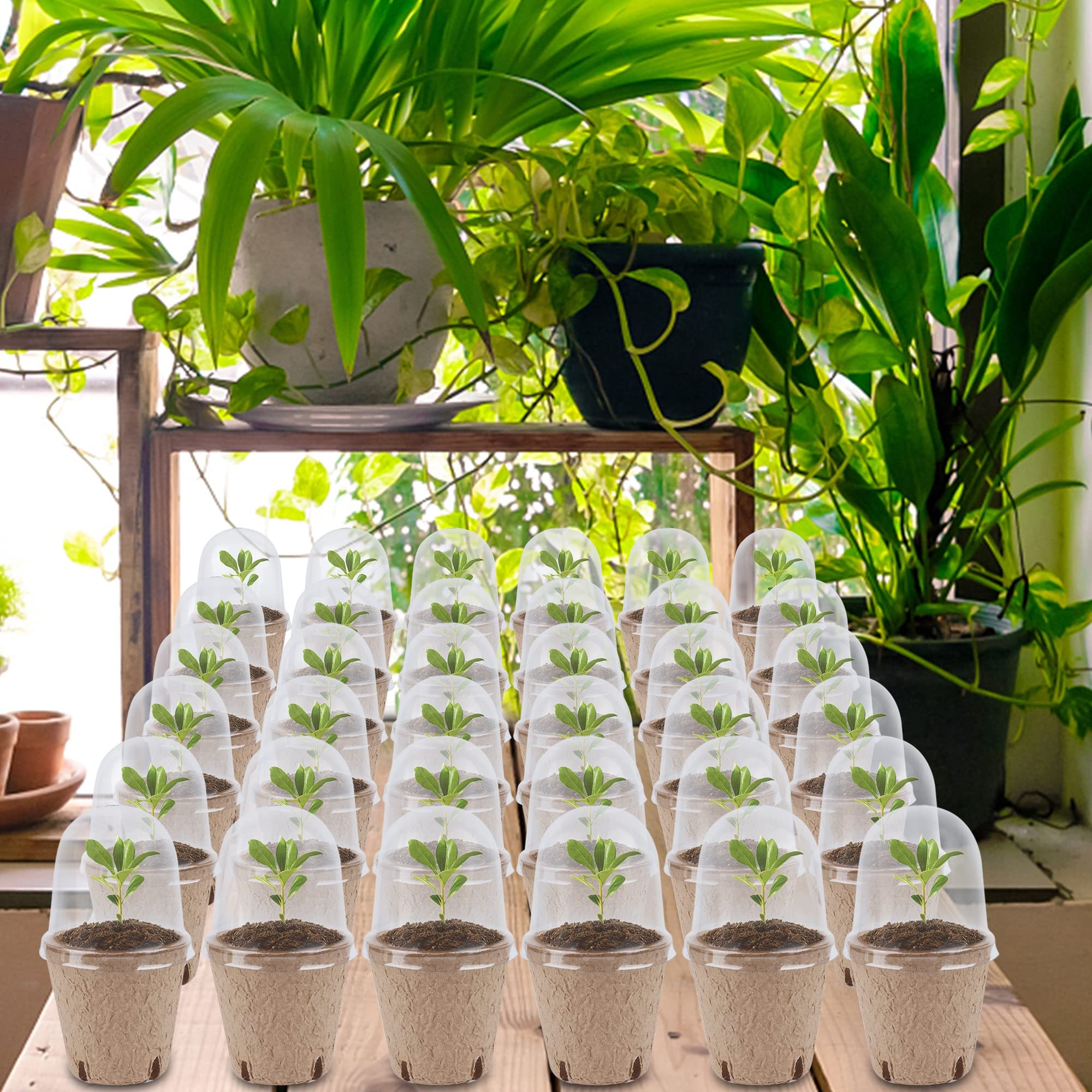 Winemana transplant-friendly pots to minimize root disturbance during planting.
