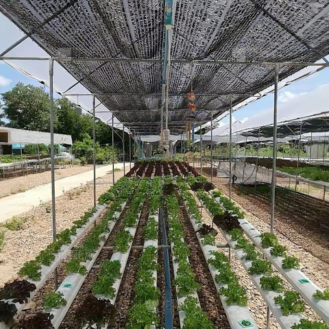 Winemana vegetable patch shade cloth keeping vegetable beds cooler and healthier