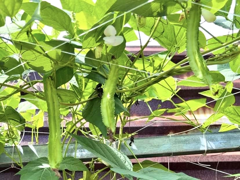 Winged beans ready to harvest show edible pods and prolific yield