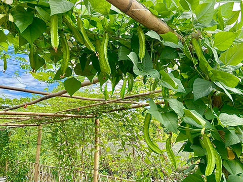 Winged Bean Seeds Organic pack back notes on heirloom, non-GMO quality and growing tips