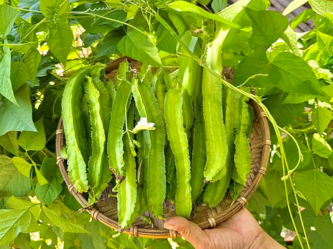 Winged Bean Seeds Organic pack front highlighting high germination potential for home gardens