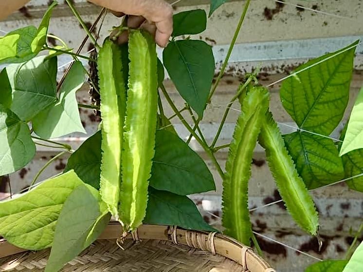 Winged bean plant climbing a trellis demonstrates space-saving vertical gardening