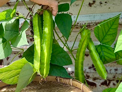 Winged bean plant climbing a trellis demonstrates space-saving vertical gardening