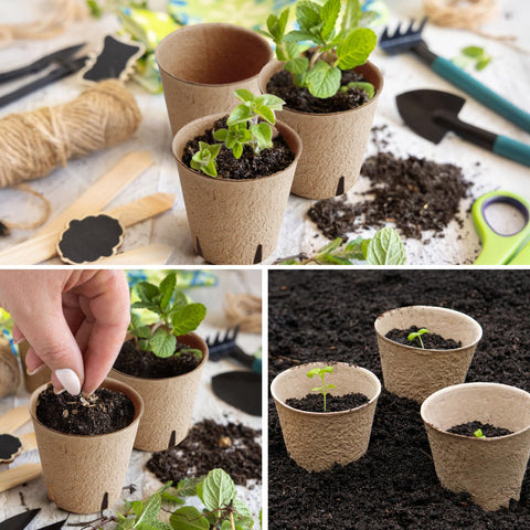 WinJiaYao transplant tools for easy seedling moves