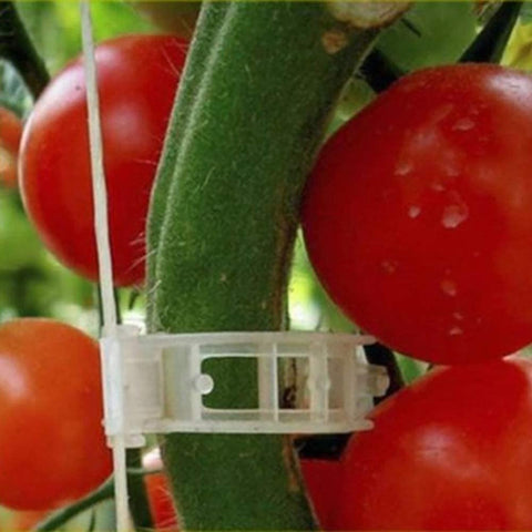 Winmany fastening clips used for grafting and vine stabilization