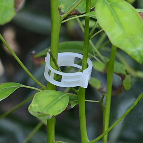 Winmany grafting clips fixing flowers for coordinated growth