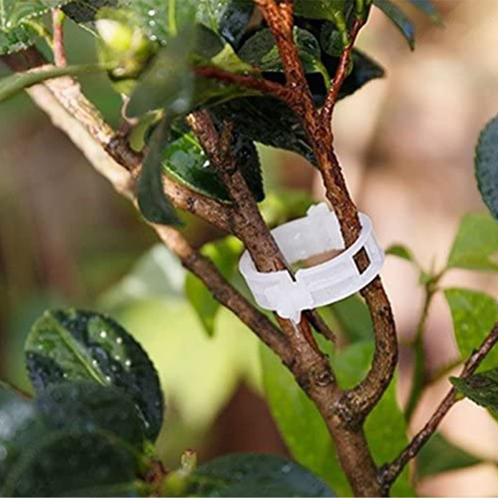 Winmany quick-release plastic clips enabling easy repositioning on plants