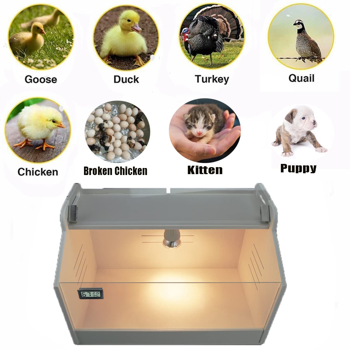 WIONBE brooder box heating lamp provides steady warmth for newborns.
