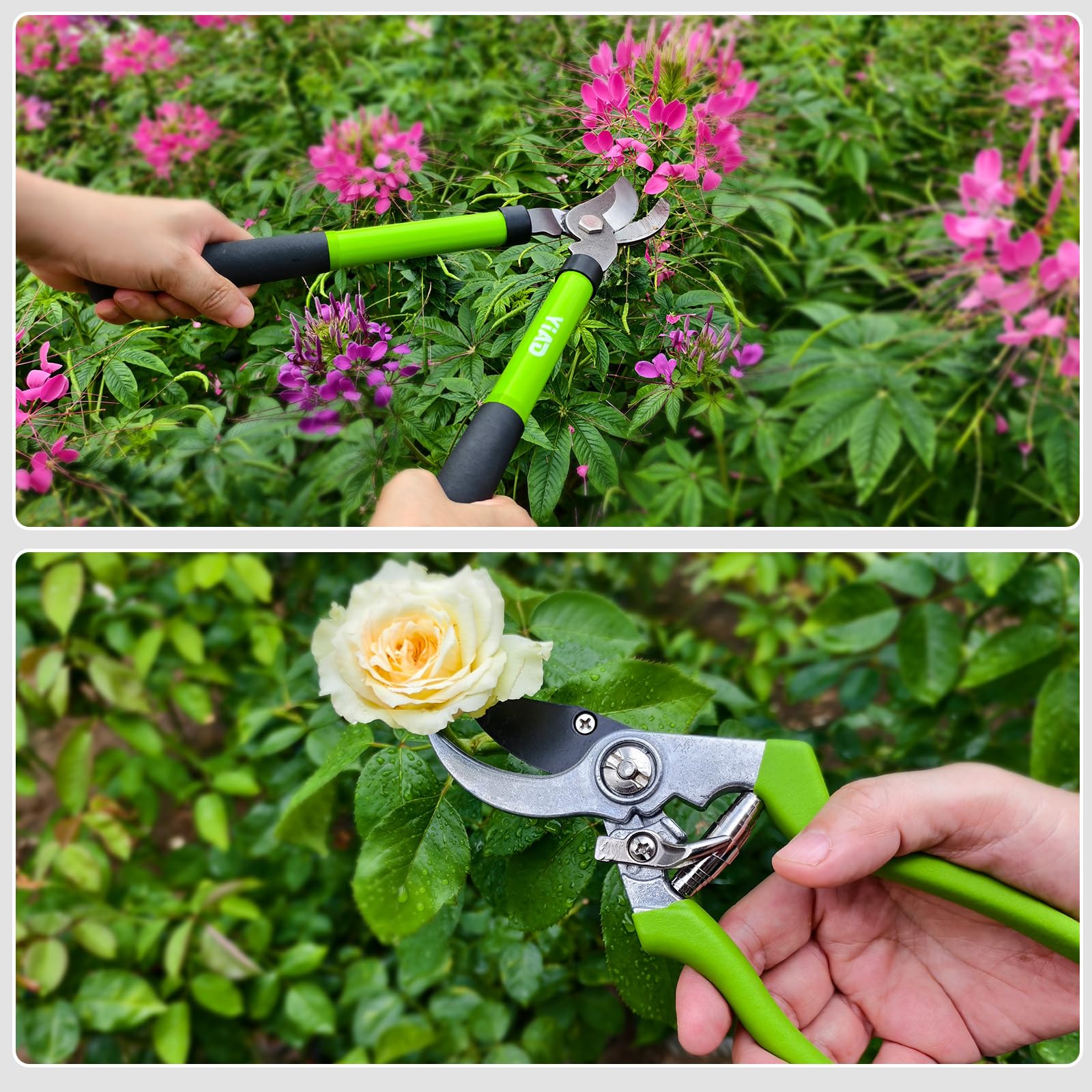 Wiselifetech loppers cutting demonstration on branches shows power and control.