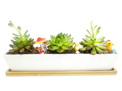 WISH HALLY WOOD bamboo saucer protects surfaces while catching excess water.