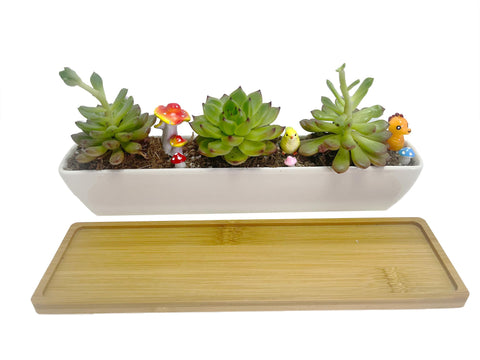 WISH HALLY WOOD compact display for small succulents.