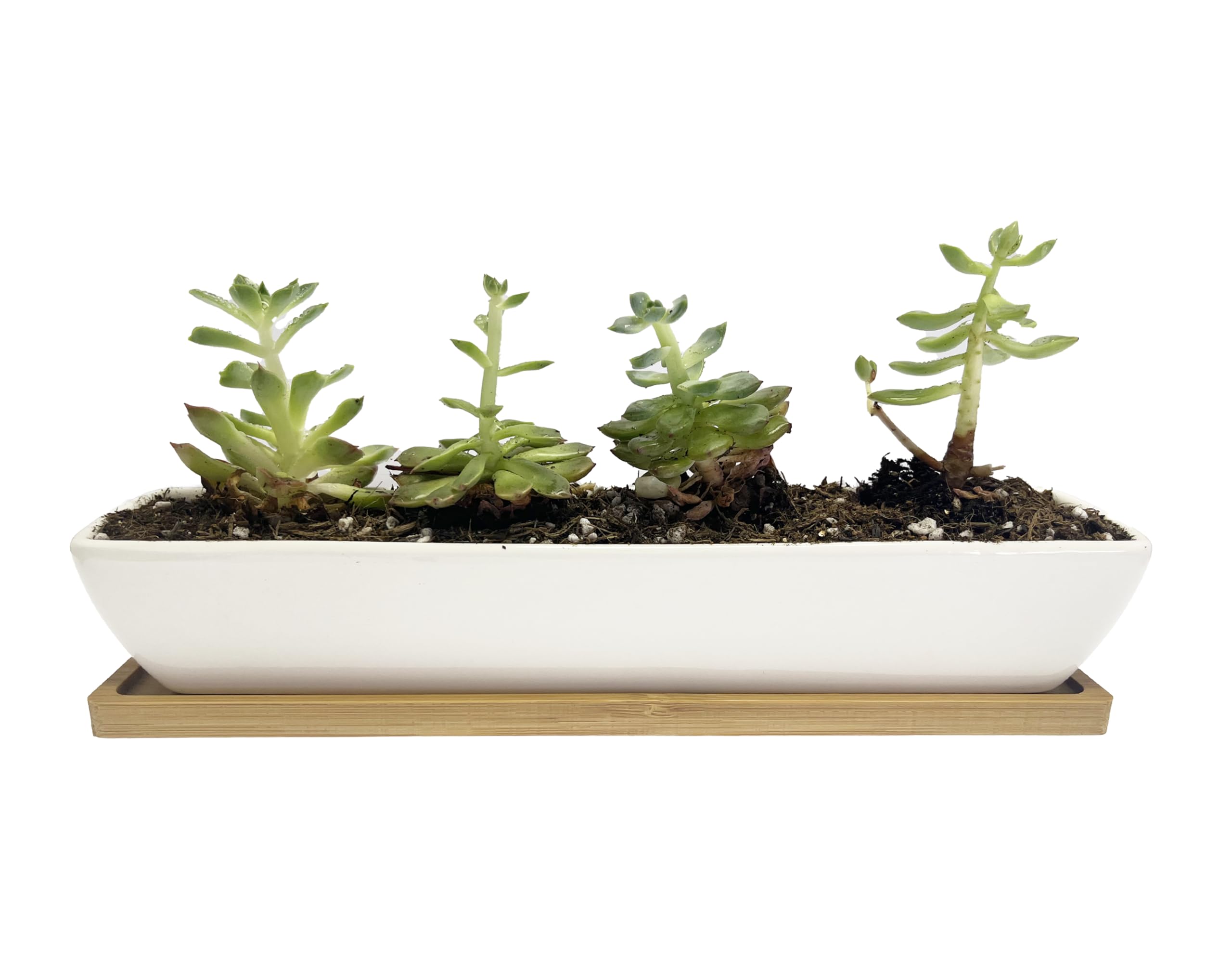 WISH HALLY WOOD drainage hole ensures moisture drains safely.